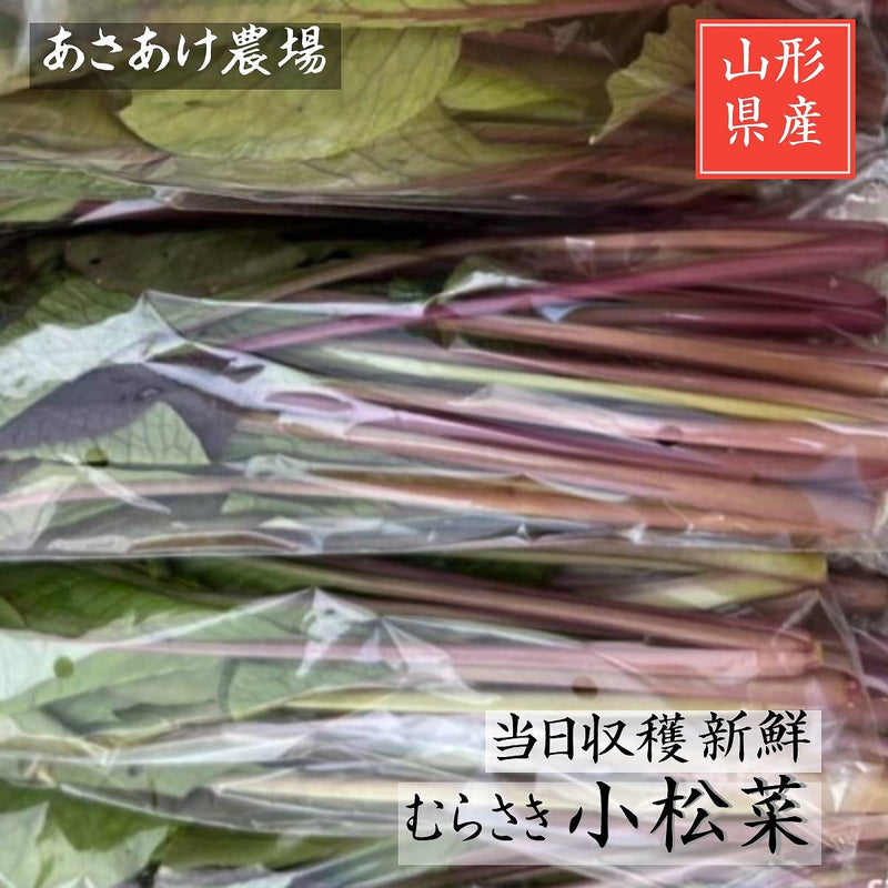 むらさき小松菜 【あさあけ農場】 150g×20袋 3kg 当日収穫 山形県尾花沢市 紫小松菜 業務用