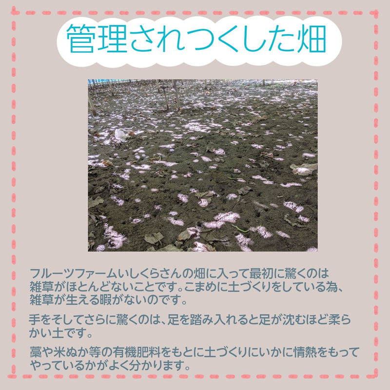 ぶどう 【ﾌﾙｰﾂﾌｧｰﾑいしくら】 葡萄 シャインマスカット 3房 1.8kg 高糖度 山梨県《8月10日頃～8月中旬より出荷》