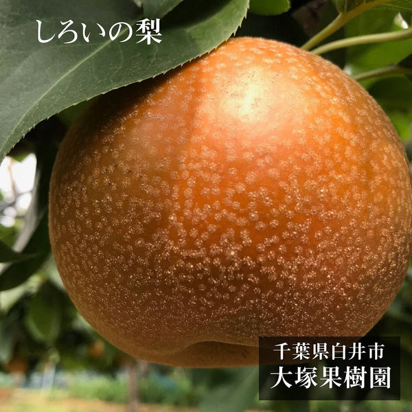 梨 【 大塚果樹園 】 白井の梨 5kg  14～16個 贈答用 しろいの梨 千葉県白井市《8/下旬～9/上旬より出荷》