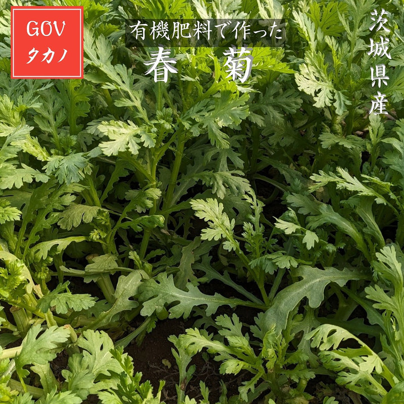 春菊 【GOVタカノ】 1350g (150g×9個) 茨城県鉾田市 当日収穫