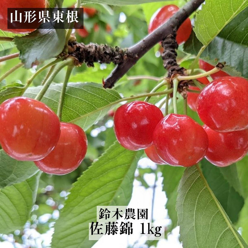 さくらんぼ 【鈴木農園】 佐藤錦 1kg L～2L 贈答 山形県東根市 《6