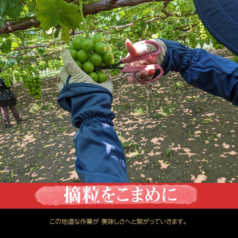 ぶどう 【ﾌﾙｰﾂﾌｧｰﾑいしくら】 葡萄 シャインマスカット 2房 クイーンニーナ 1房 合計3房 1.8kg 高糖度 山梨県 《8月17日頃～8月下旬より出荷》