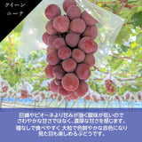 ぶどう 【ﾌﾙｰﾂﾌｧｰﾑいしくら】 葡萄 シャインマスカット 2房 クイーンニーナ 1房 合計3房 1.8kg 高糖度 山梨県 《8月17日頃～8月下旬より出荷》