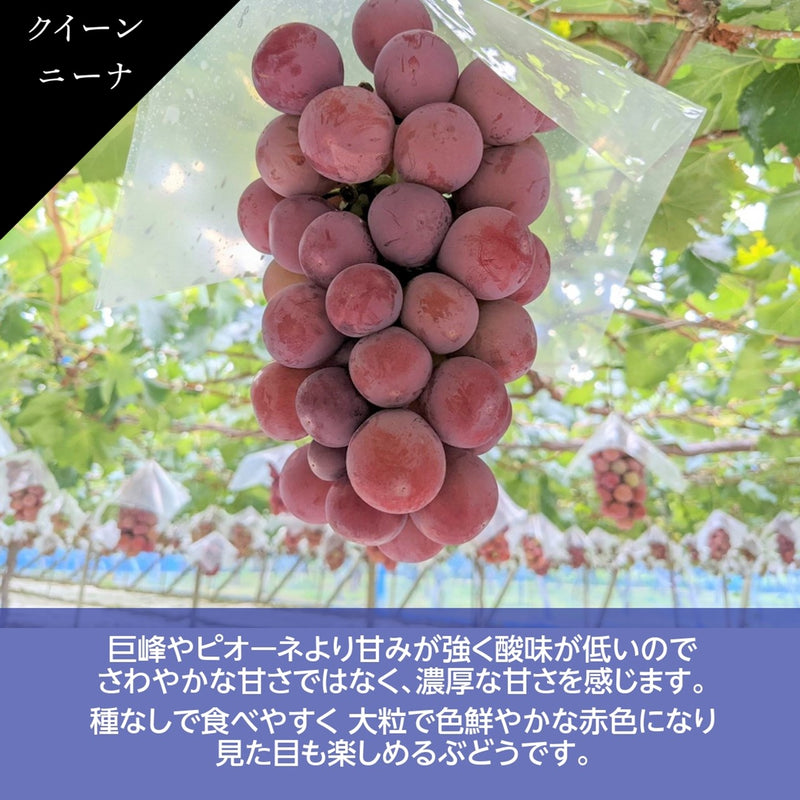 ぶどう 【ﾌﾙｰﾂﾌｧｰﾑいしくら】 葡萄 シャインマスカット 2房 クイーンニーナ 1房 合計3房 1.8kg 高糖度 山梨県 《8月17日頃～8月下旬より出荷》