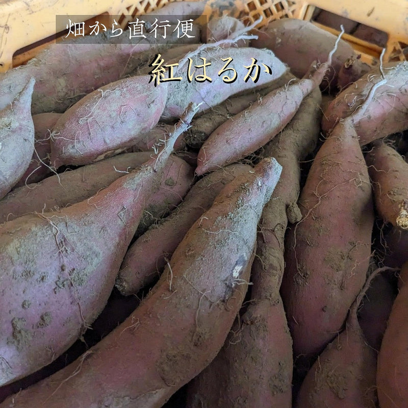 さつまいも 【サンキューマルシェ】 生芋 紅はるか 5kg 無選別 土付き 茨城県ひたちなか市 サツマイモ 薩摩芋 業務用
