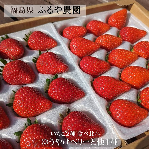 いちご 【ふるや農園】 苺 ゆうやけベリー ほしうらら(又はふくはる香） 12～15粒×2パック 780g 福島県