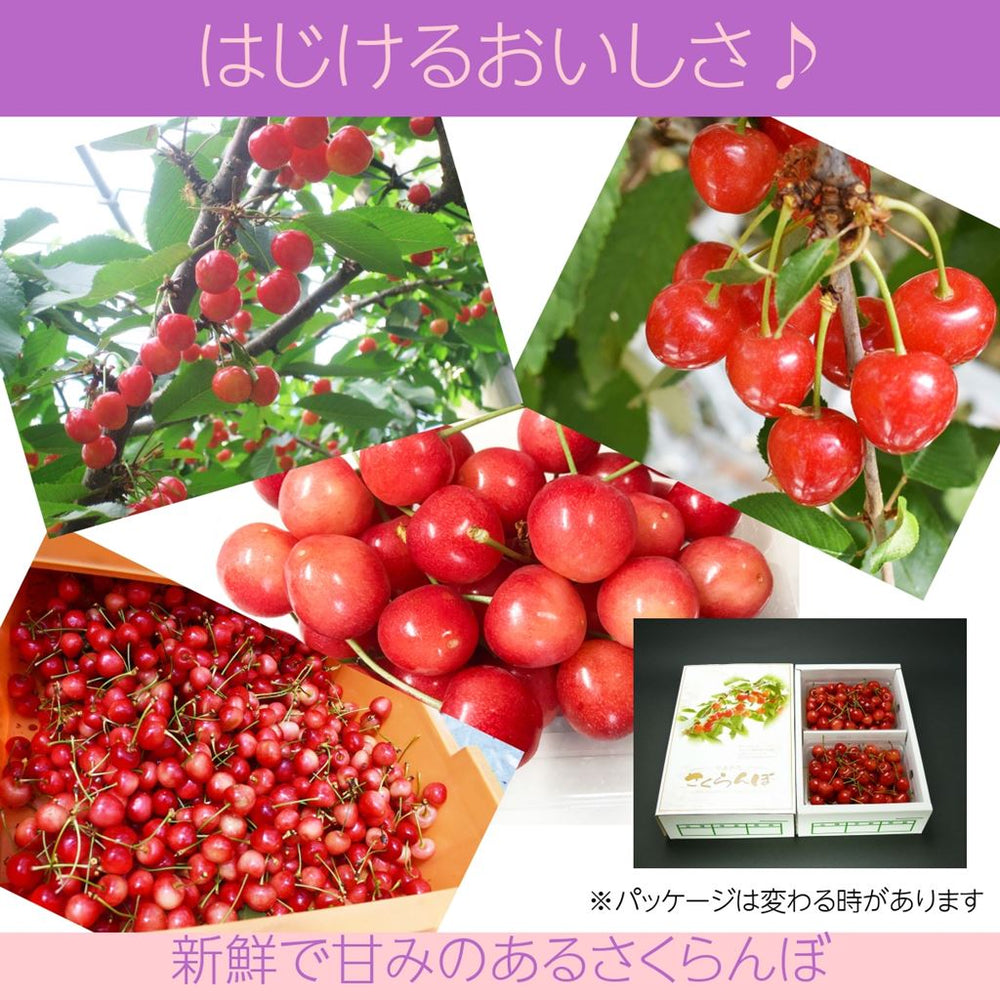 さくらんぼ 【一愛農園】 紅秀峰 500g 秀 2L 贈答 山形県東根市