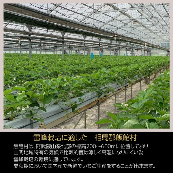 いちご 夏いちご  業務用 雷峰 すずあかね バラ小  1120g (280g×4P)×1箱 訳あり B品  小さめ 福島県 飯館 ケーキ お菓子作り イチゴ 苺 夏