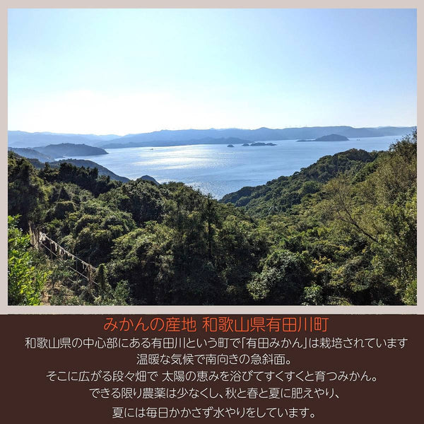 みかん 【とまハウス】 有田みかん 家庭用 訳あり 10㎏ サイズ混合 約100玉 +補償分300g 和歌山県 蜜柑 ミカン 柑橘 《11/下旬～12/上旬より出荷》