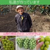 ぶどう 【ﾌﾙｰﾂﾌｧｰﾑいしくら】 葡萄 シャインマスカット 2房 クイーンニーナ 1房 合計3房 1.8kg 高糖度 山梨県 《8月17日頃～8月下旬より出荷》