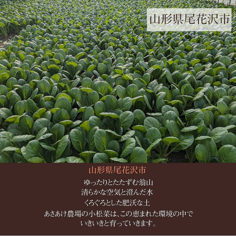 むらさき小松菜 【あさあけ農場】 150g×20袋 3kg 当日収穫 山形県尾花沢市 紫小松菜 業務用