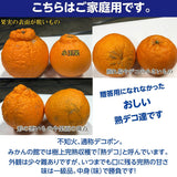 みかん 【みかんの館】 有田 ブランド産地 田村地区産 熟デコ 不知火 3㎏ 訳あり 家庭用 和歌山県 デコポン と同品種 みかん 柑橘 《2/中旬～2/下旬より出荷》