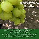 ぶどう 【ﾌﾙｰﾂﾌｧｰﾑいしくら】 葡萄 シャインマスカット 3房 1.8kg 高糖度 山梨県《8月10日頃～8月中旬より出荷》