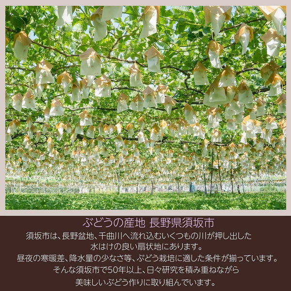 ぶどう 【境果樹園】 葡萄 詰め合わせ 家庭用 約2kg 3～5房 長野県須坂市 《9/下旬～10/上旬より出荷》