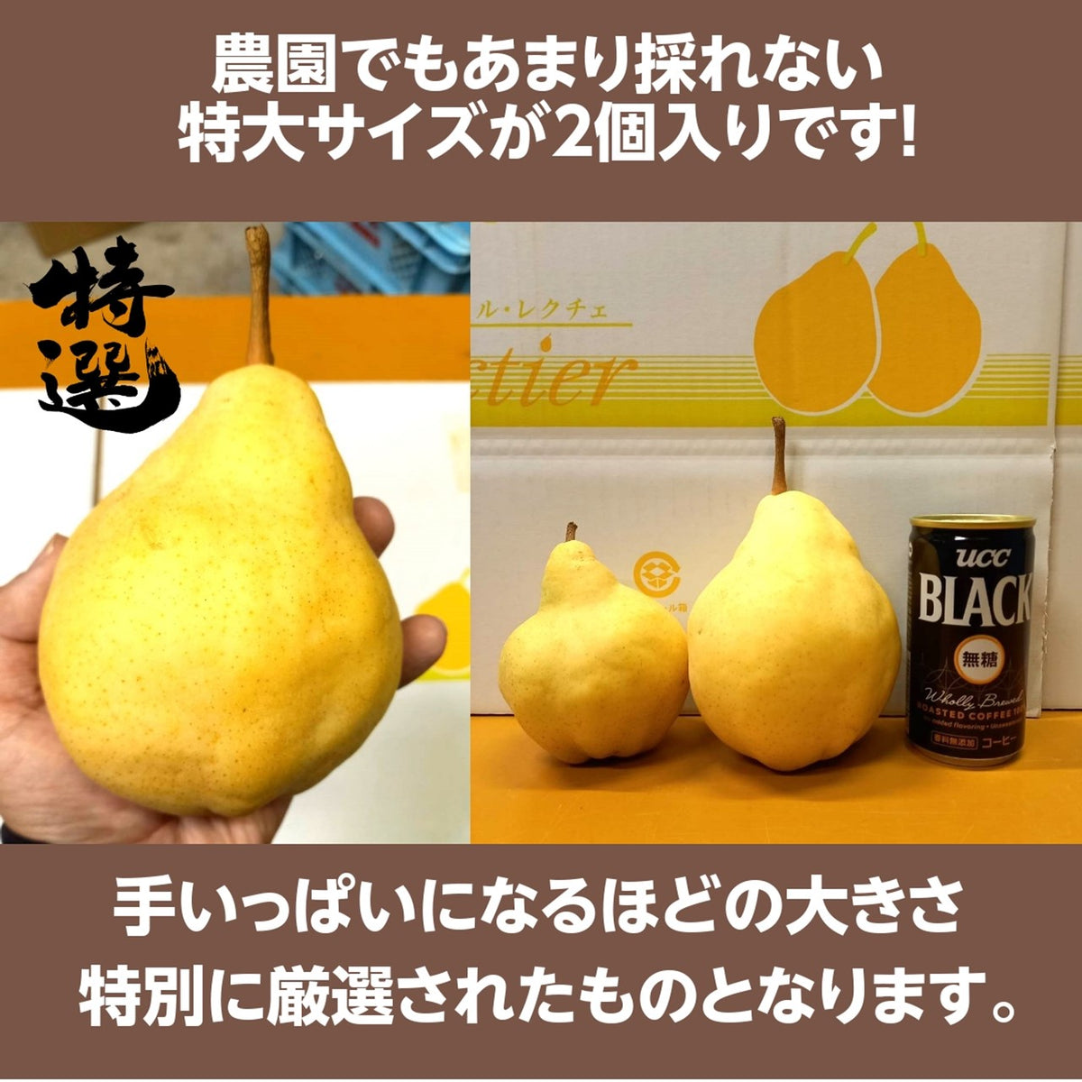 洋梨 【佐藤果樹園】 洋なし ル・レクチェ 1kg 特大 2玉 贈答用