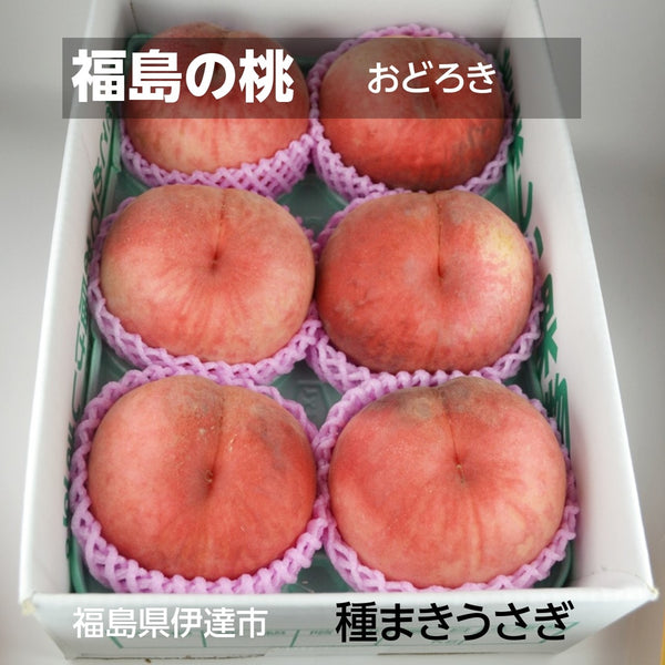 【種まきうさぎ】硬い 桃 おどろき 2kg（5～6個） 福島県伊達市 《2023年7月下旬～8上旬出荷》