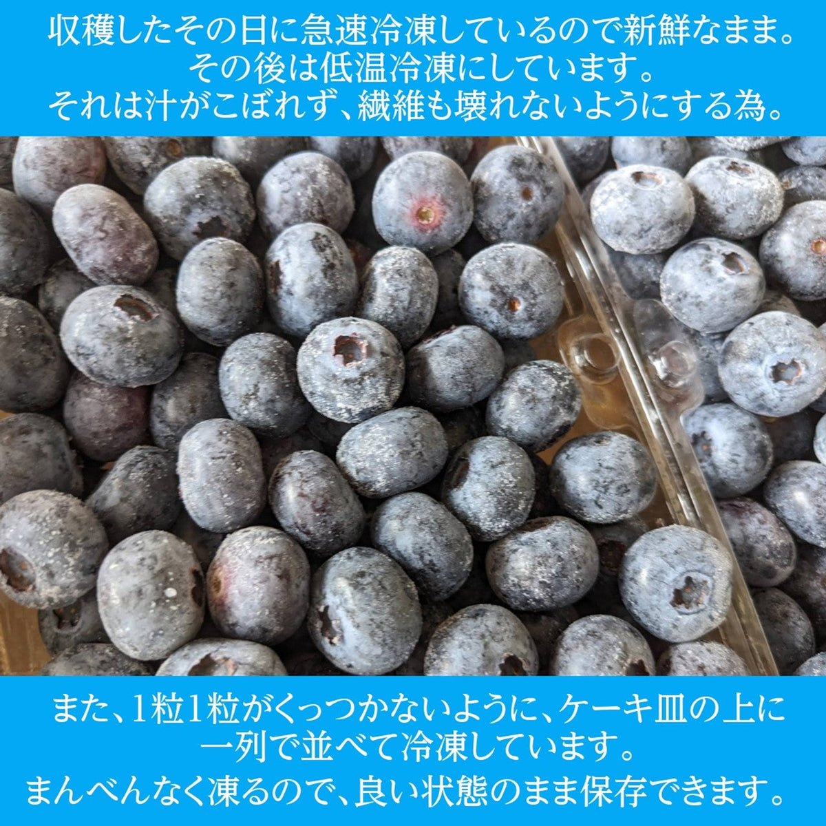 ブルーベリー 【三春インターブルーベリー園】 冷凍ブルーベリー 中粒