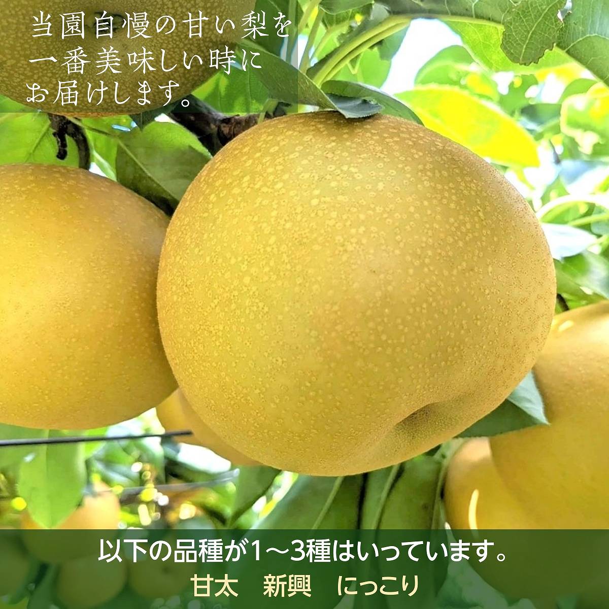 梨 【箭内厳雄果樹園】 甘太 新興 にっこり 1～3種入り 3kg 6～7個
