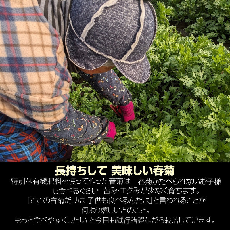春菊 【GOVタカノ】業務用 3.75kg (150g×25個) 茨城県鉾田市 当日収穫