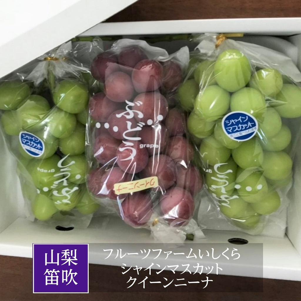 ぶどう 【ﾌﾙｰﾂﾌｧｰﾑいしくら】 葡萄 シャインマスカット 2房 クイーンニーナ 1房 合計3房 1.8kg 高糖度 山梨県 《8月17日頃～8月下旬より出荷》