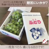 ぶどう 【ﾌﾙｰﾂﾌｧｰﾑいしくら】 葡萄 シャインマスカット 3房 1.8kg 高糖度 山梨県《8月10日頃～8月中旬より出荷》