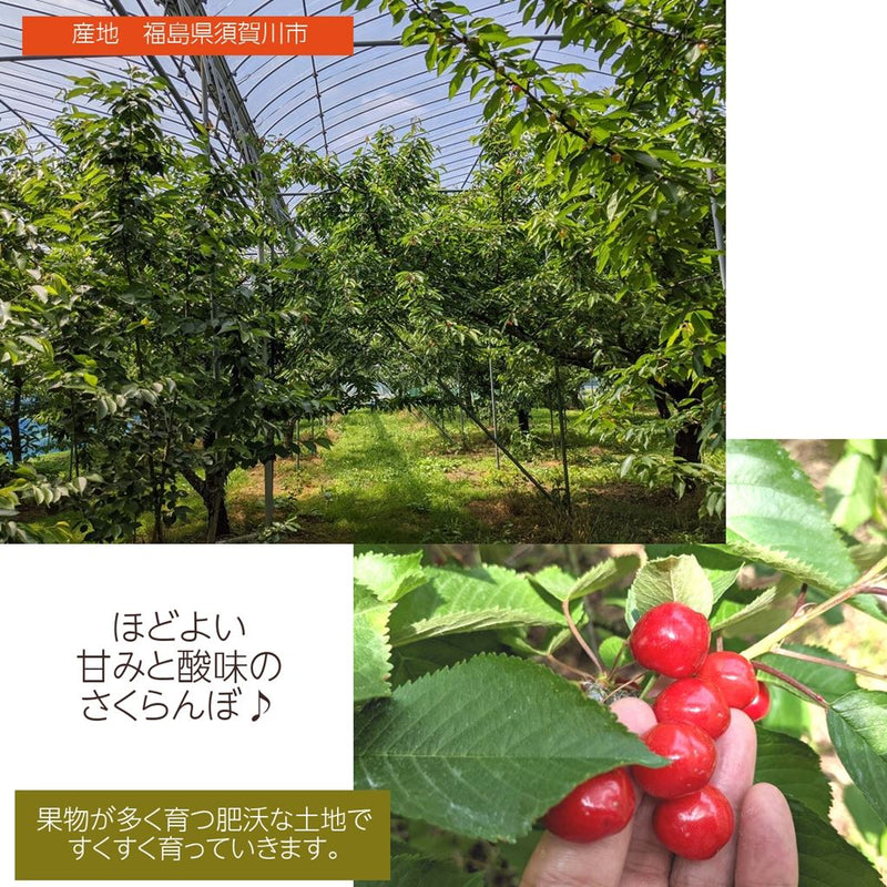 さくらんぼ 【佐藤幸男農園】 佐藤錦 2L 1kg 贈答用 福島県 《6/中旬～6/下旬の出荷》