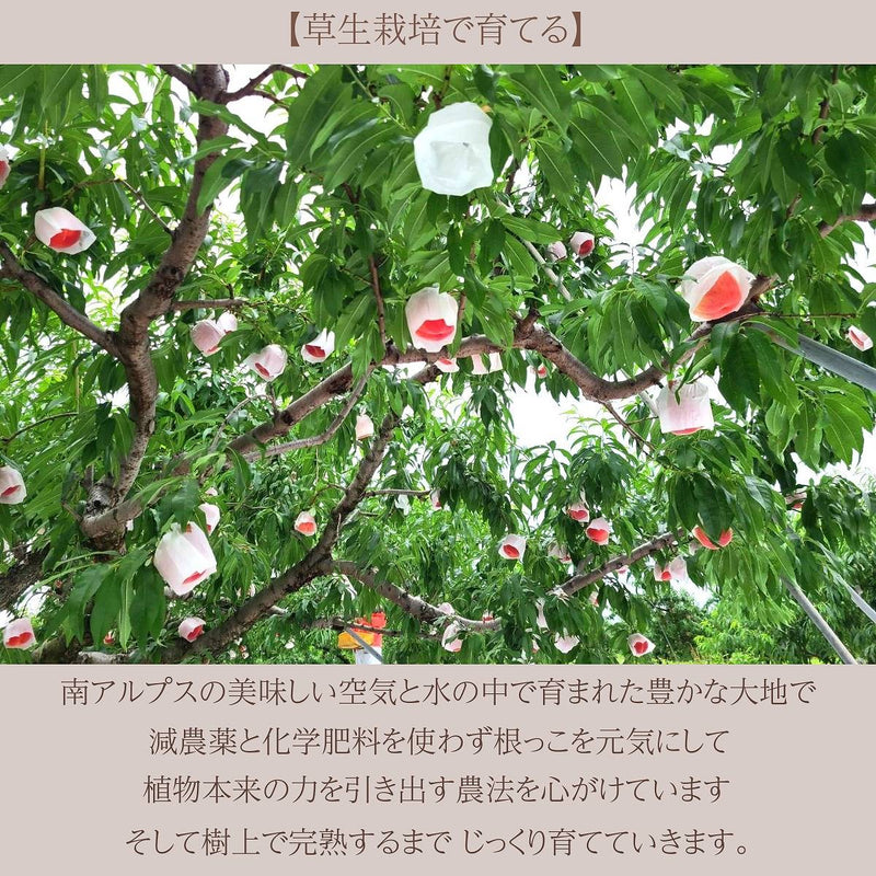 桃 【カンジュクファーム】 もも 3kg 8～12個 贈答用 お中元 御中元 山梨県南アルプス市 《7/中旬～7/下旬より出荷）