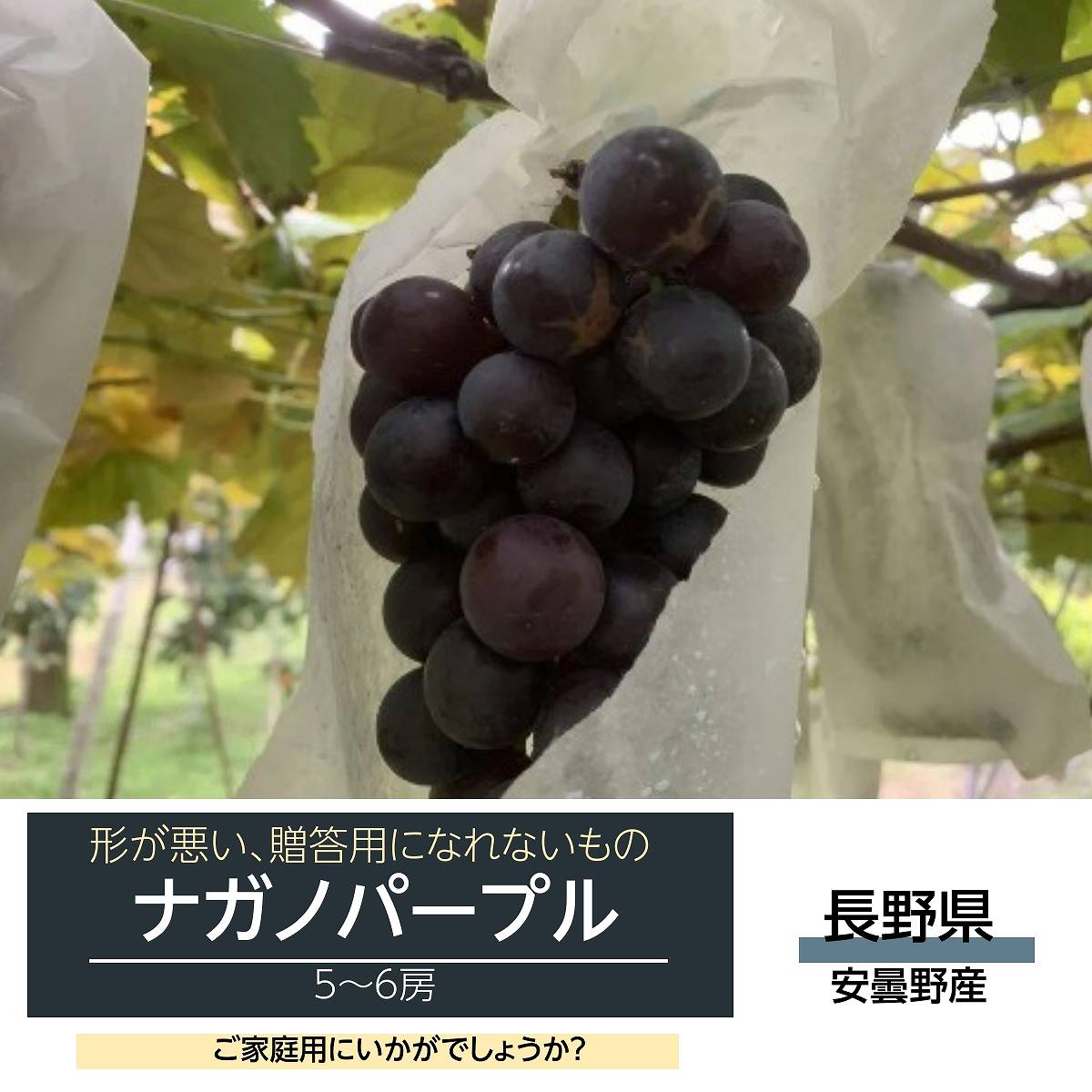 長野パープル4キロ家庭用 楽天市場】【ご家庭用】ナガノパープル4kg 長野県産 : 山崎果樹園