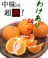 みかん 【みかんの館】 有田 ブランド産地 田村地区産 熟デコ 不知火 3㎏ 訳あり 家庭用 和歌山県 デコポン と同品種 みかん 柑橘 《2/中旬～2/下旬より出荷》