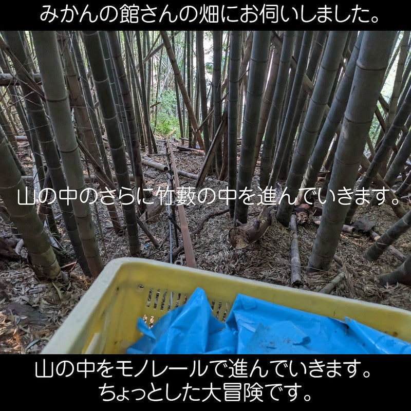 みかん 【みかんの館】 有田みかん 田村地区産 訳あり ご家庭用 ど根性くん 10kg サイズ不揃い 和歌山県 蜜柑 ミカン 柑橘 《11/上旬～11/中旬より出荷》