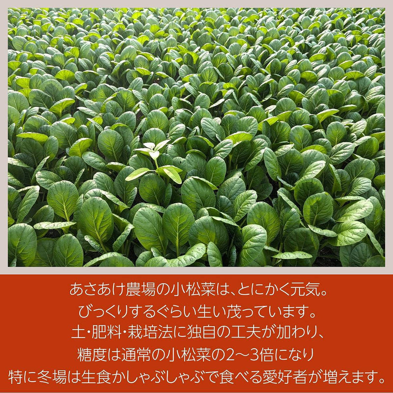 むらさき小松菜 【あさあけ農場】 150g×20袋 3kg 当日収穫 山形県尾花沢市 紫小松菜 業務用