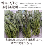 春菊 【GOVタカノ】 1350g (150g×9個) 茨城県鉾田市 当日収穫