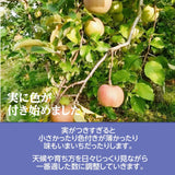 りんご 【有我果樹園】 2色 リンゴ ぐんま名月 フジ 5kg 16～18個 御歳暮 福島県須賀川市《11/中旬～11/下旬より出荷》