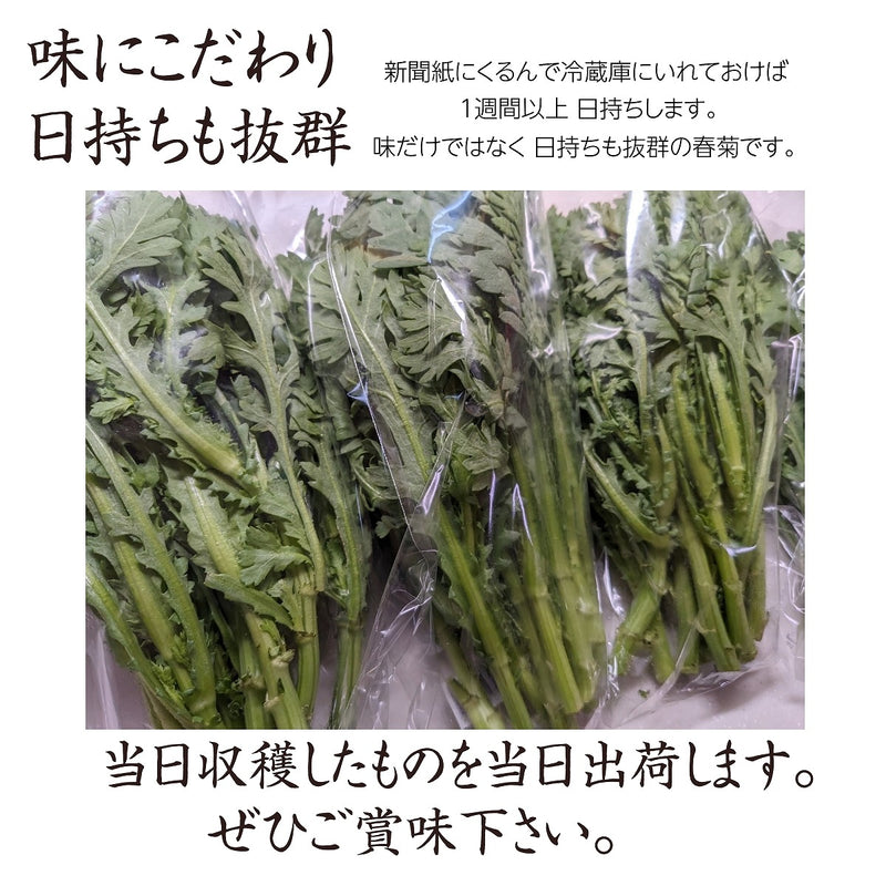 春菊 【GOVタカノ】業務用 3.75kg (150g×25個) 茨城県鉾田市 当日収穫