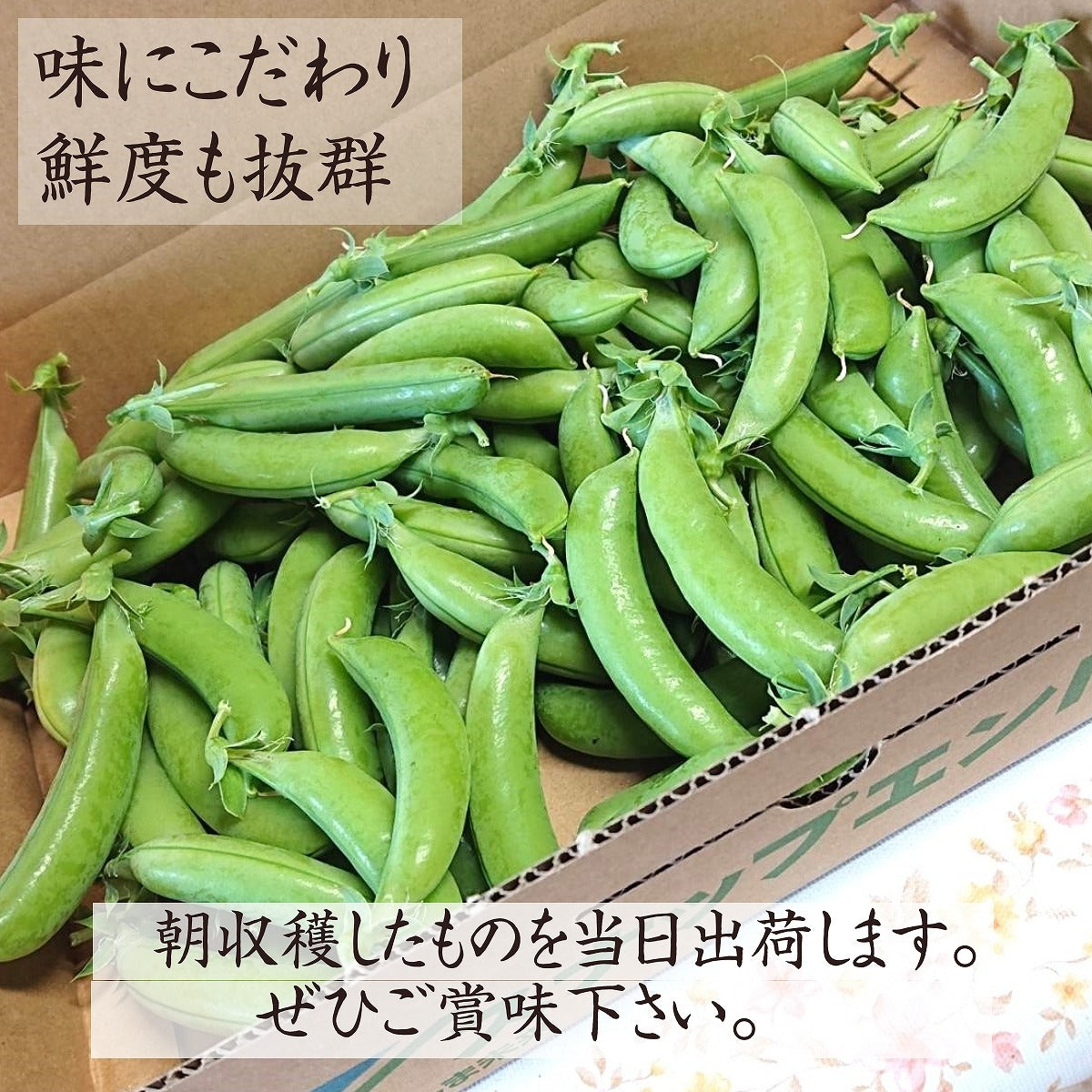 スナップえんどう 【伊達 松浦農園】 2kg (1kg×2箱) 業務用 福島県伊達市 当日収穫 新鮮 えんどう豆 スナップエンドウ 《4/上 –  にこやか産直アーケード