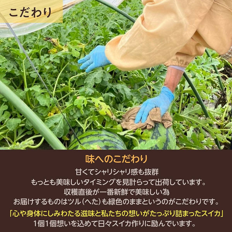 スイカ 【富里すいか園】 特大 富里スイカ 3L 8～9kg 1個 千葉県富里市 すいか 父の日 《5/中旬～5/下旬より出荷》