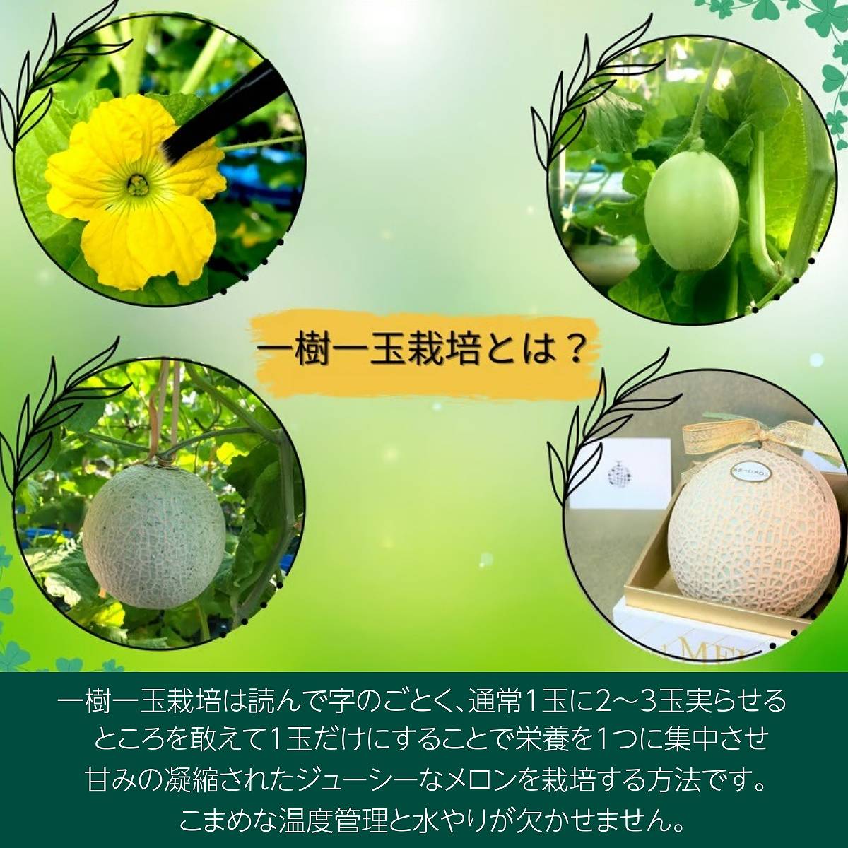 メロン 【トヨタ緑産】 肥料屋さんが作った あま～いメロン 1玉