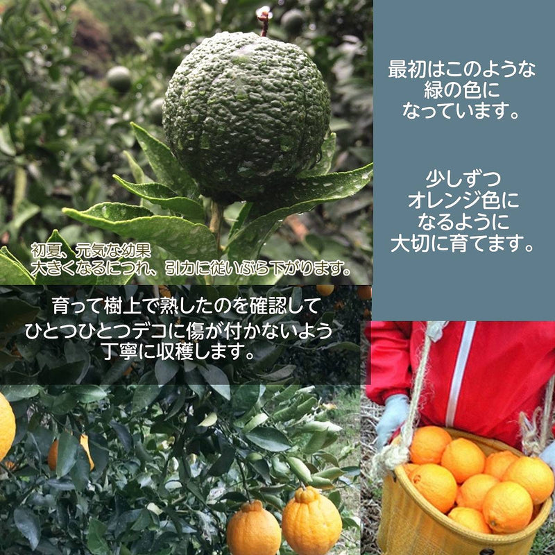 みかん 【みかんの館】 有田 ブランド産地 田村地区産 熟デコ 不知火 3㎏ 訳あり 家庭用 和歌山県 デコポン と同品種 みかん 柑橘 《2/中旬～2/下旬より出荷》