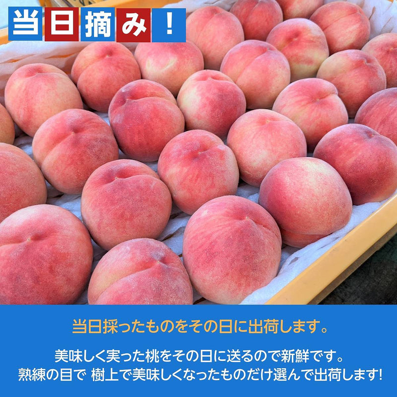 桃 【菊池園芸】 もも あかつき まどか 3kg 9～12個 福島県 伊達市 贈答用 ステビア桃  《7/下旬～8/上旬より出荷》