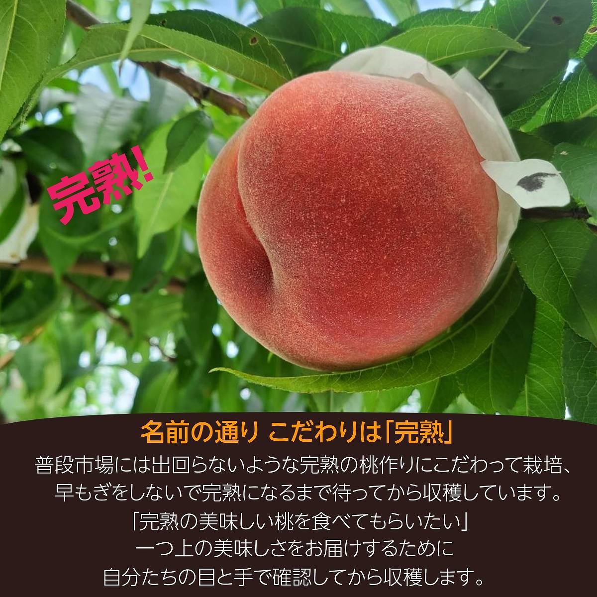 あんず様確認用になります あんず ⁄ - 駄菓子 お菓子 杏