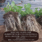 スナップえんどう 【伊達 松浦農園】 4kg (1kg×4箱) 業務用 福島県伊達市 当日収穫 新鮮 えんどう豆 スナップエンドウ 《4/上～4/中より出荷》