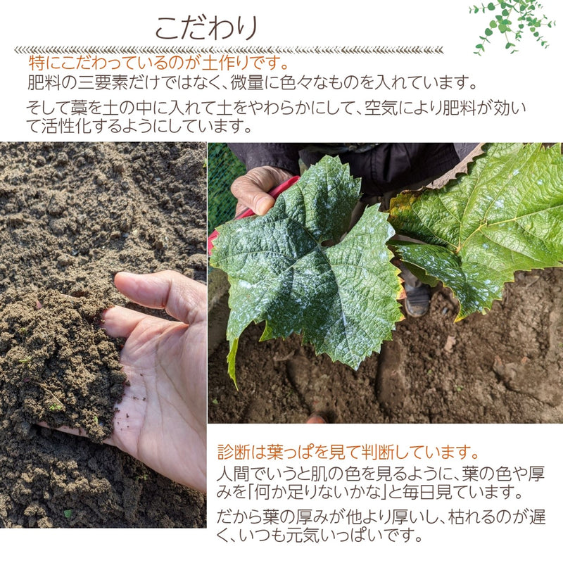 ぶどう 【ﾌﾙｰﾂﾌｧｰﾑいしくら】 葡萄 シャインマスカット 2房 クイーンニーナ 1房 合計3房 1.8kg 高糖度 山梨県 《8月17日頃～8月下旬より出荷》