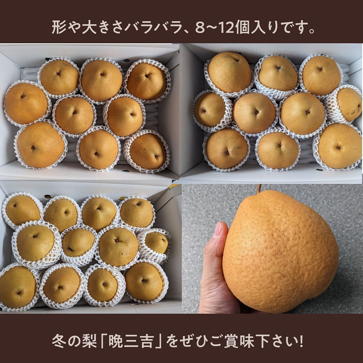 梨 【グリーンファーム】 萱場梨 冬の梨 晩三吉 6kg サイズ色々 8~12個 福島県 福島市 和梨 《12/中旬より出荷》食べ頃は12 ...