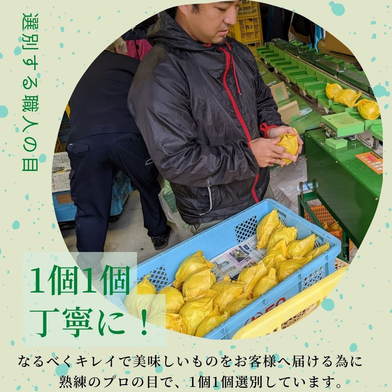 梨 【 佐藤果樹園 】 3kg  5～8個 贈答用 新潟県三条市 《9/中旬～9/下旬より出荷》