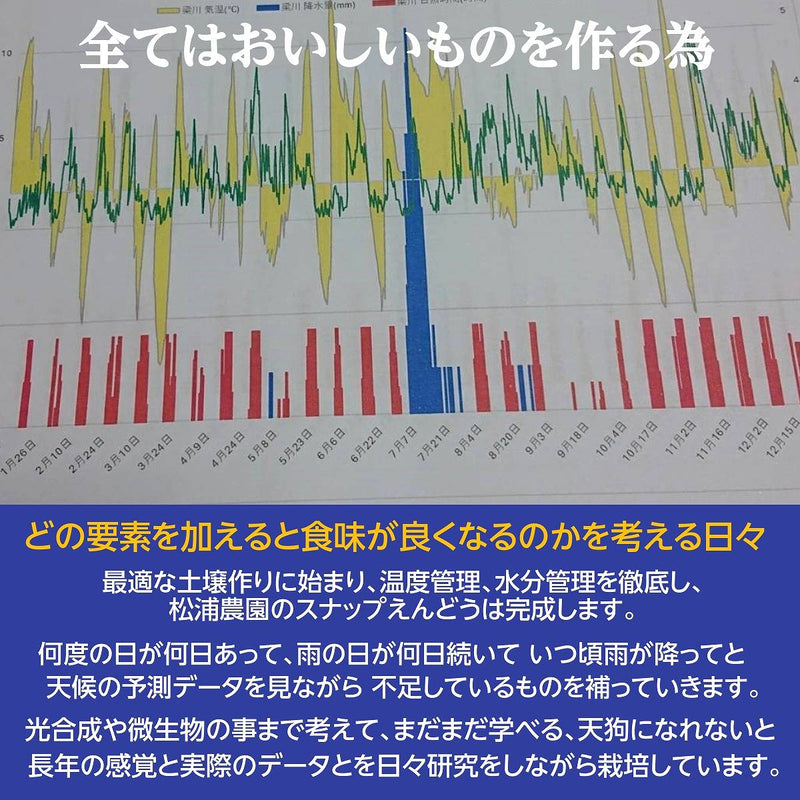 スナップえんどう 【伊達 松浦農園】 2kg (1kg×2箱) 業務用 福島県伊達市 当日収穫 新鮮 えんどう豆 スナップエンドウ 《4/上～4/中より出荷》