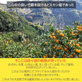 みかん 【みかんの館】 有田みかん 田村地区産 訳あり ご家庭用 ど根性くん 3kg サイズ不揃い 和歌山県 蜜柑 ミカン 柑橘 《11/上旬～11/中旬より出荷》