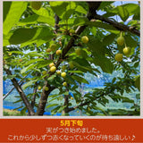 さくらんぼ 【佐藤幸男農園】 佐藤錦 2L 1kg 贈答用 福島県 《6/中旬～6/下旬の出荷》