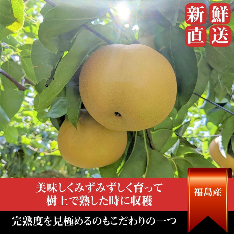 梨 【箭内厳雄果樹園】 甘太 新興 にっこり 1～3種入り 3kg 6～7個 《11/上旬～11/中旬より出荷》