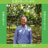 梨 【 アウーファーム 】 白井の梨 新高 新興 5kg 5～12個 贈答用 しろいの梨 千葉県白井市《9/下旬～10/上旬より出荷》