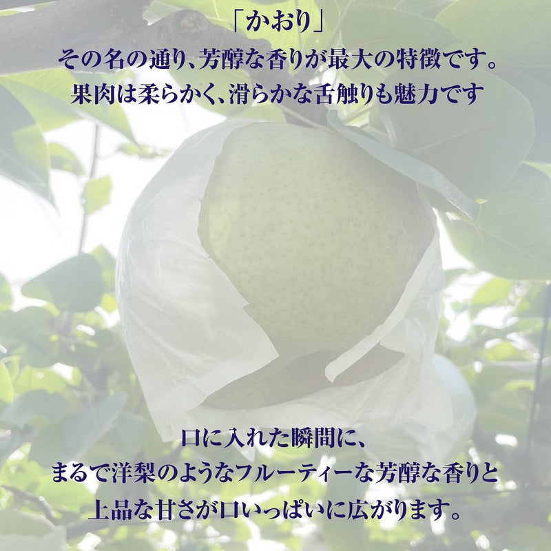 梨 【 アウーファーム 】 白井の梨 かおり 5kg 5～10個  贈答用 しろいの梨 千葉県白井市《9/中旬～10/上旬の出荷》